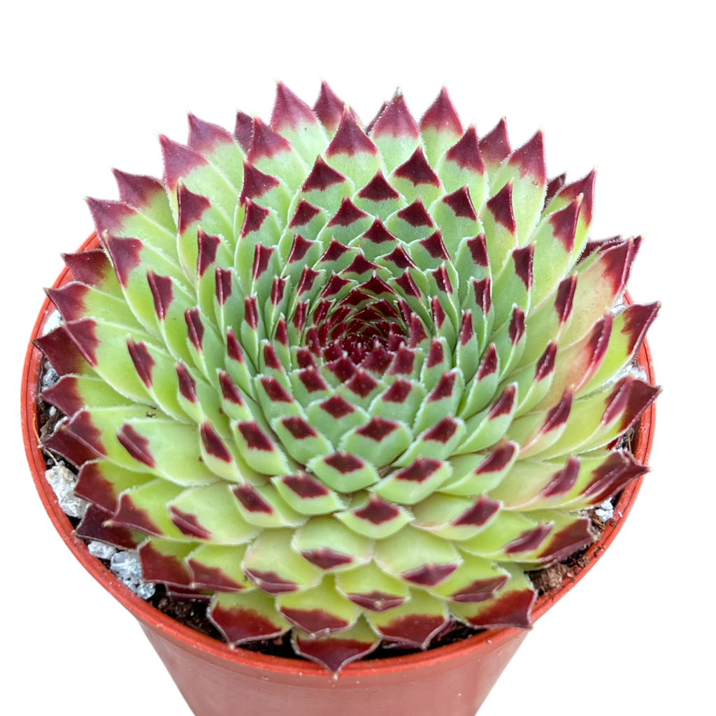 センペルビウム カルカレウム 'エクストラ' – Surreal Succulents センペルビウム カルカレウム 'エクストラ' – Surreal Succulents