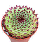 Sempervivum calcareum 'Extra'