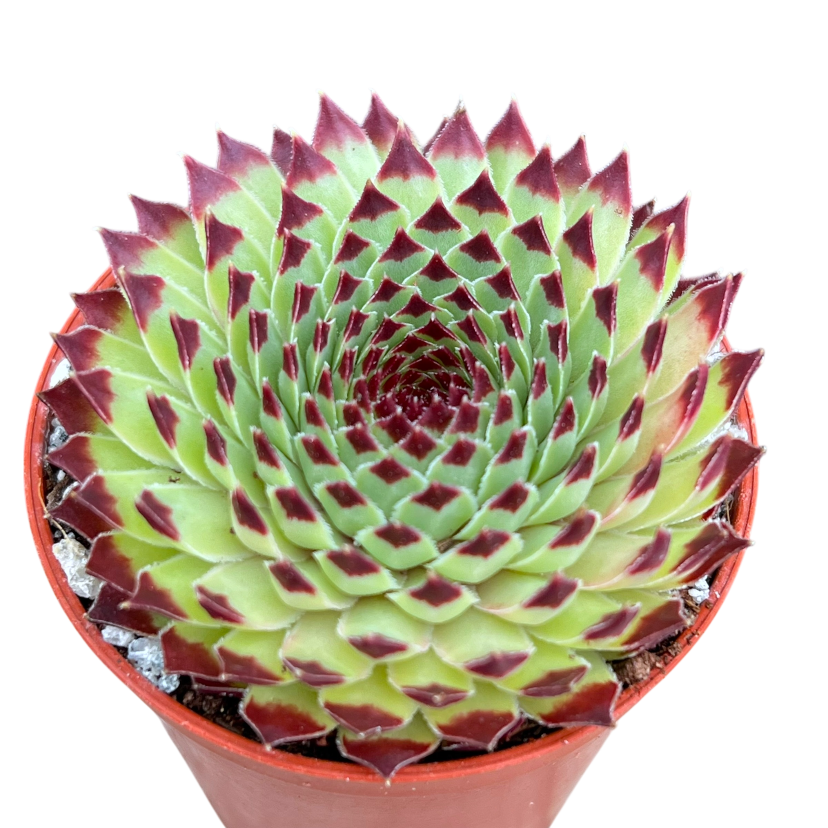 センペルビウム カルカレウム 'エクストラ' – Surreal Succulents