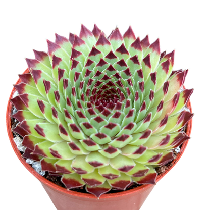 Sempervivum calcareum 'Extra'