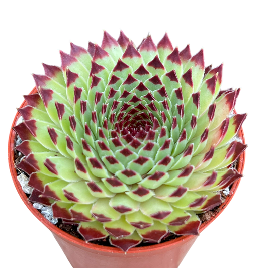 Sempervivum calcareum 'Extra'