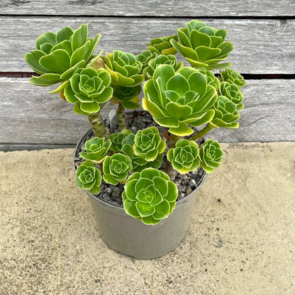 Aeonium balsamiferum