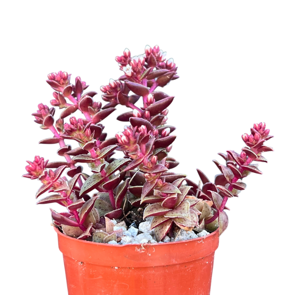 Crassula exilis ssp. cooperi