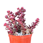 Crassula exilis ssp. cooperi
