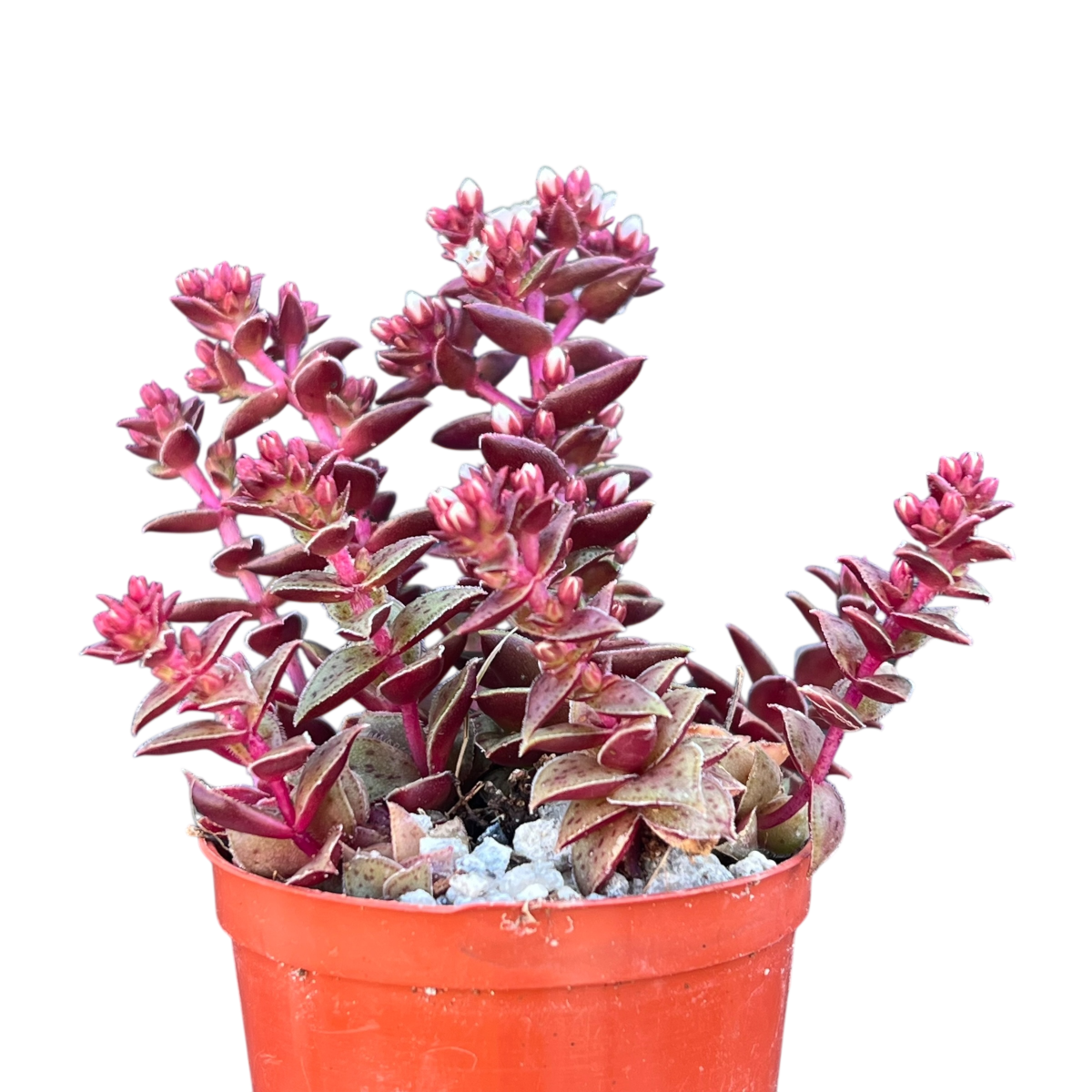 Crassula exilis ssp. cooperi