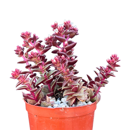Crassula exilis ssp. cooperi
