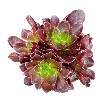 x Semponium 'Halo'
