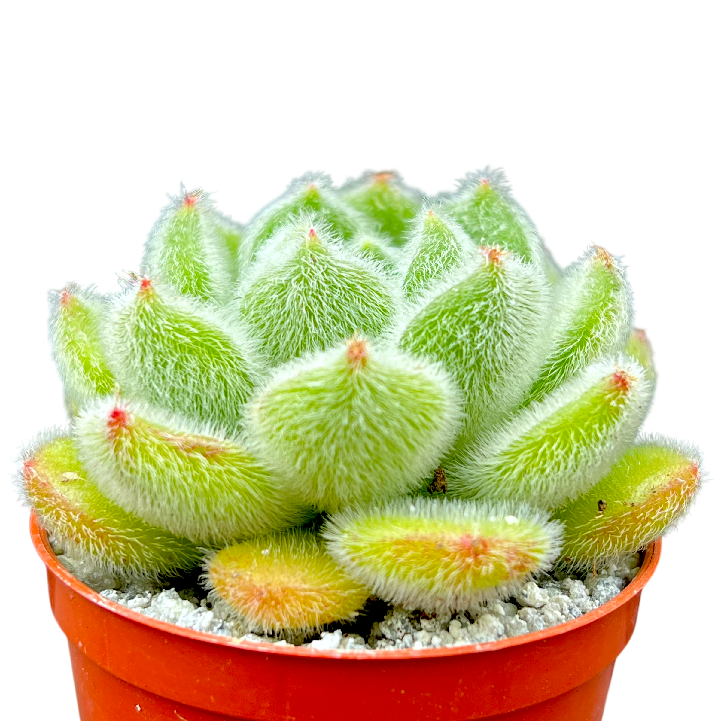 Echeveria 'Bombycina'