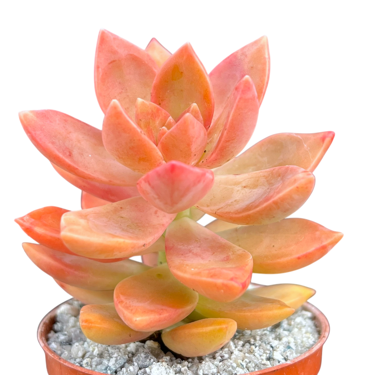 california sunset succulent indoors x Graptosedum 'California Sunset' – Surreal Succulents
