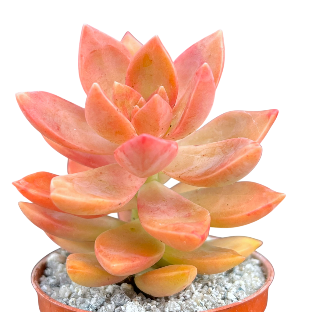 x Graptosedum 'California Sunset'