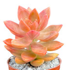 x Graptosedum 'California Sunset'
