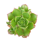 Aeonium mascaense
