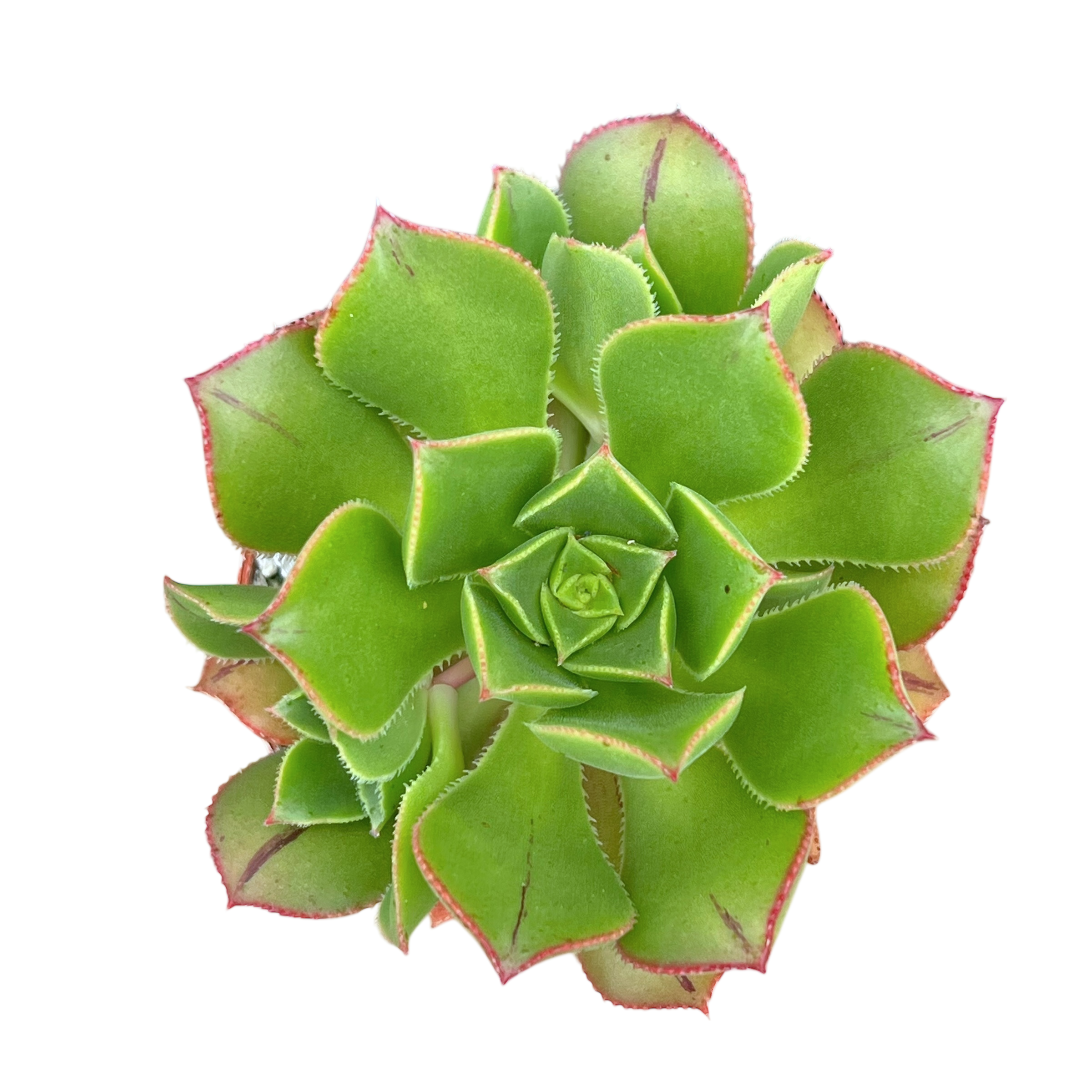 Aeonium mascaense