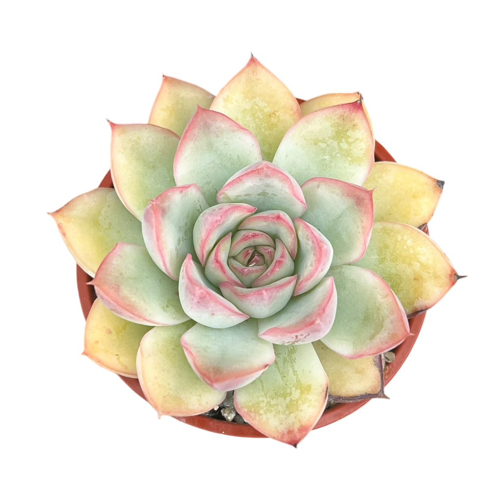 Echeveria 'Apus'