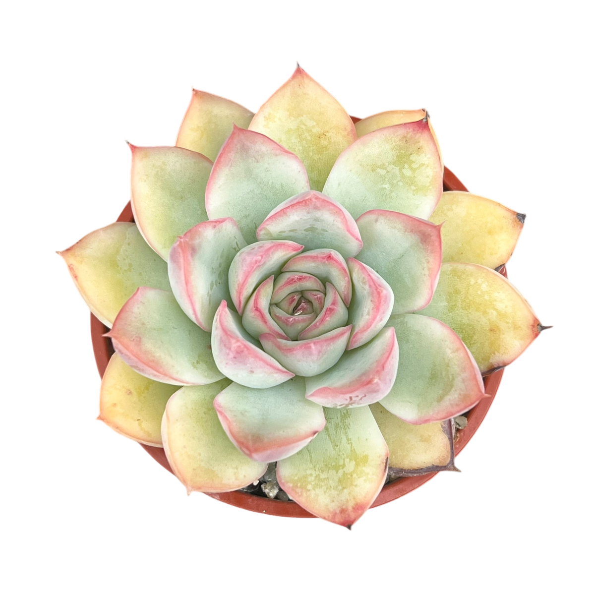 Echeveria 'Apus'