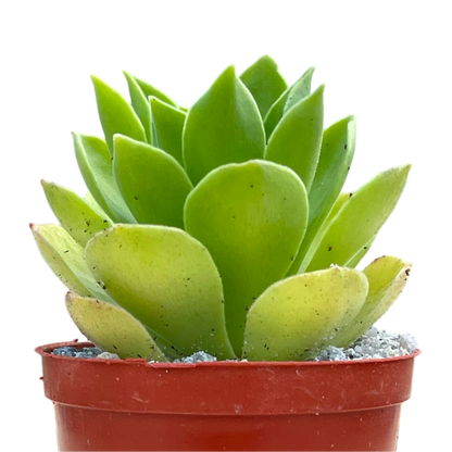 Aeonium 'Goblin'