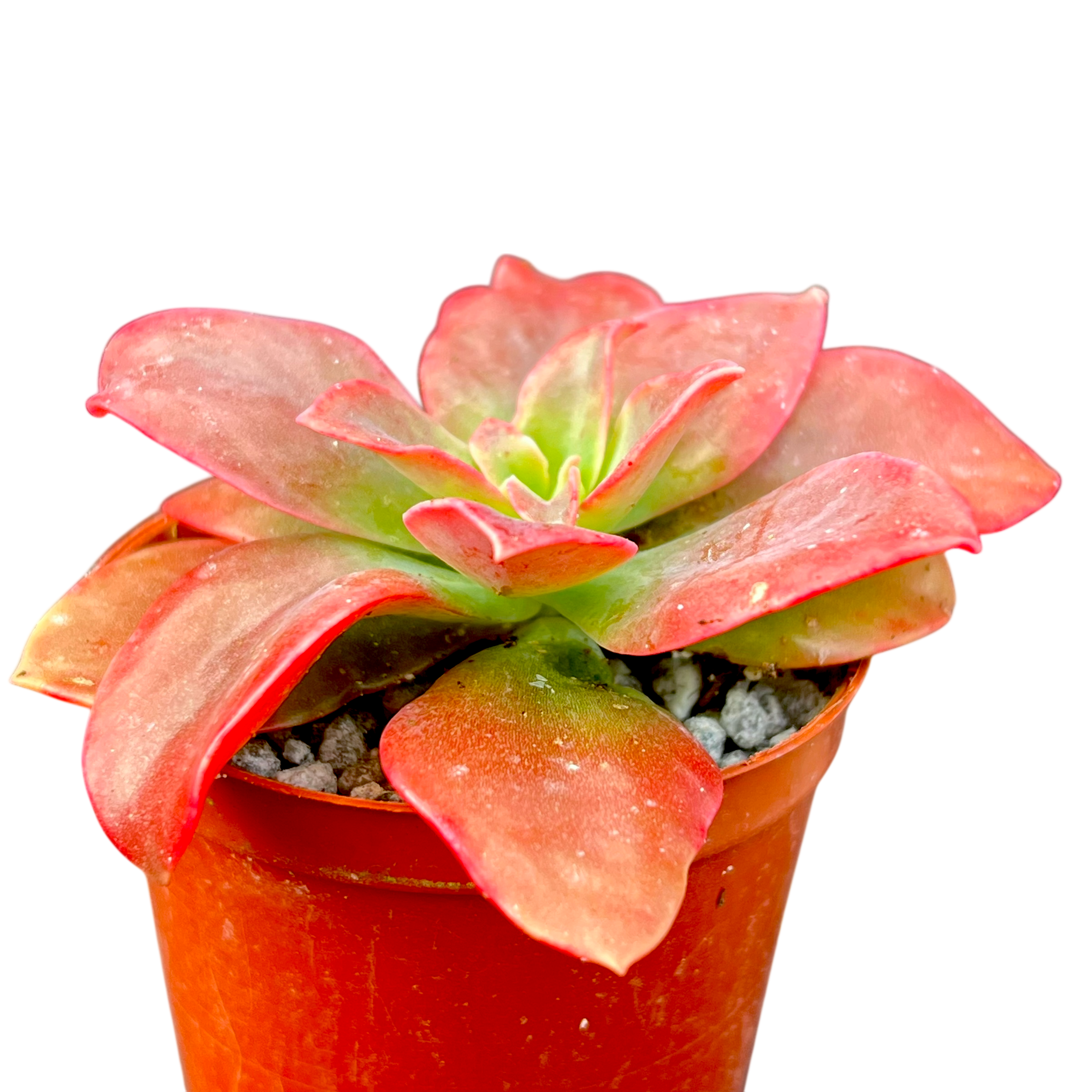 Echeveria 'Golden Towers'