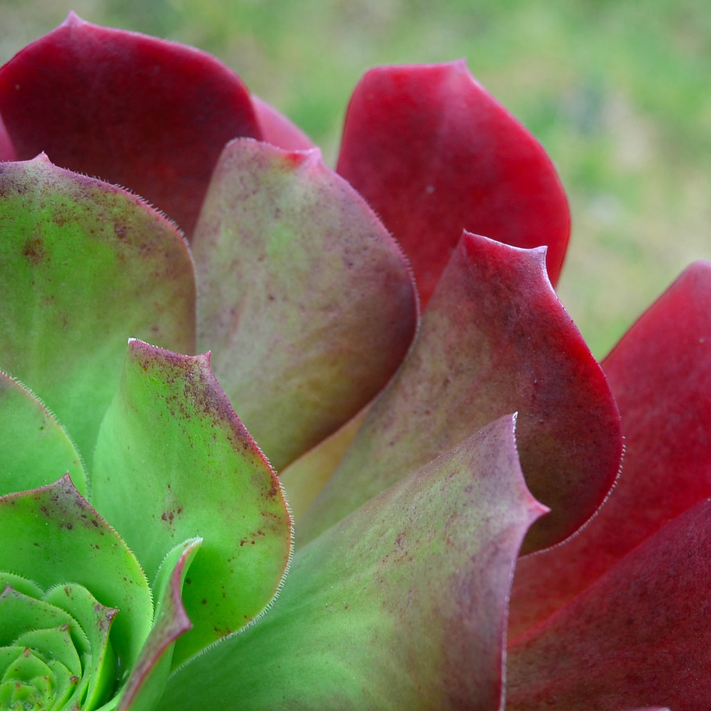 x Semponium 'Darwin'