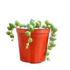 Curio rowleyanus | String of Pearls