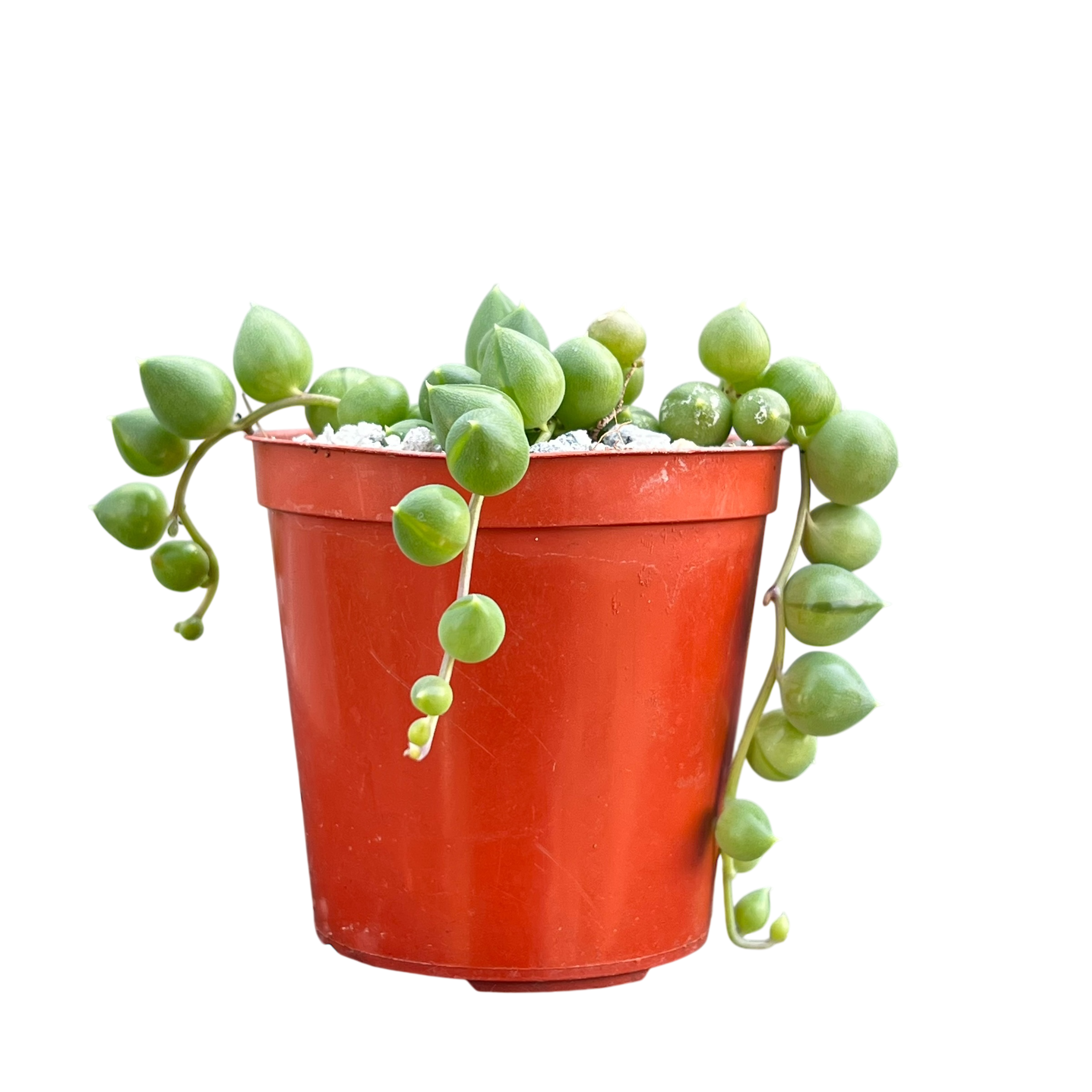 Curio rowleyanus | String of Pearls