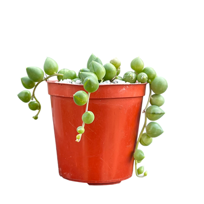 Curio rowleyanus (String of Pearls)