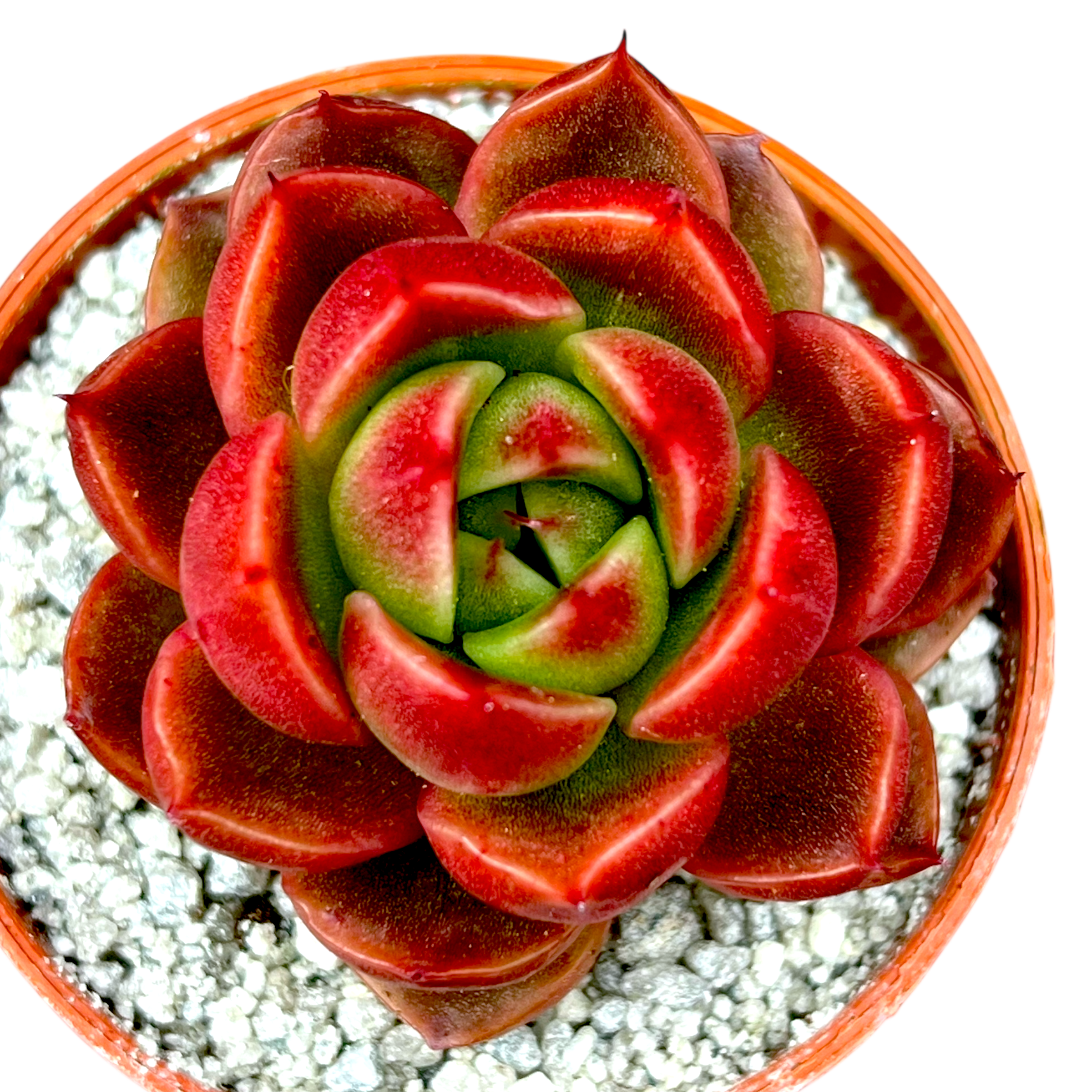 Echeveria x gilva 'Red'