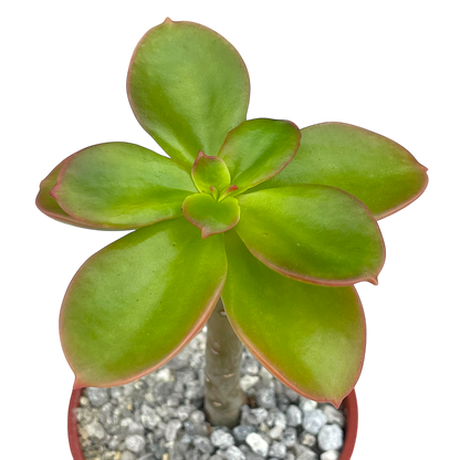 Echeveria montana