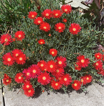 Delosperma