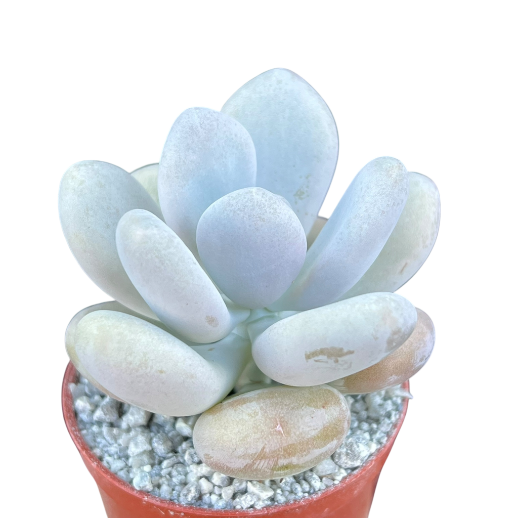 Pachyphytum bracteosum