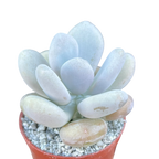 Pachyphytum bracteosum