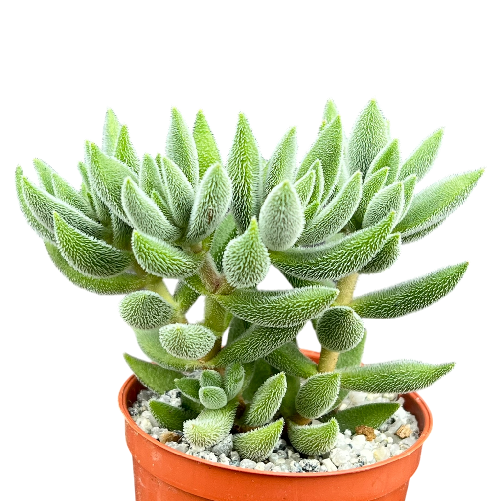 Crassula 'Surprise Party'