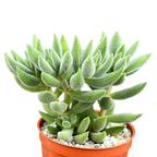 Crassula 'Surprise Party'