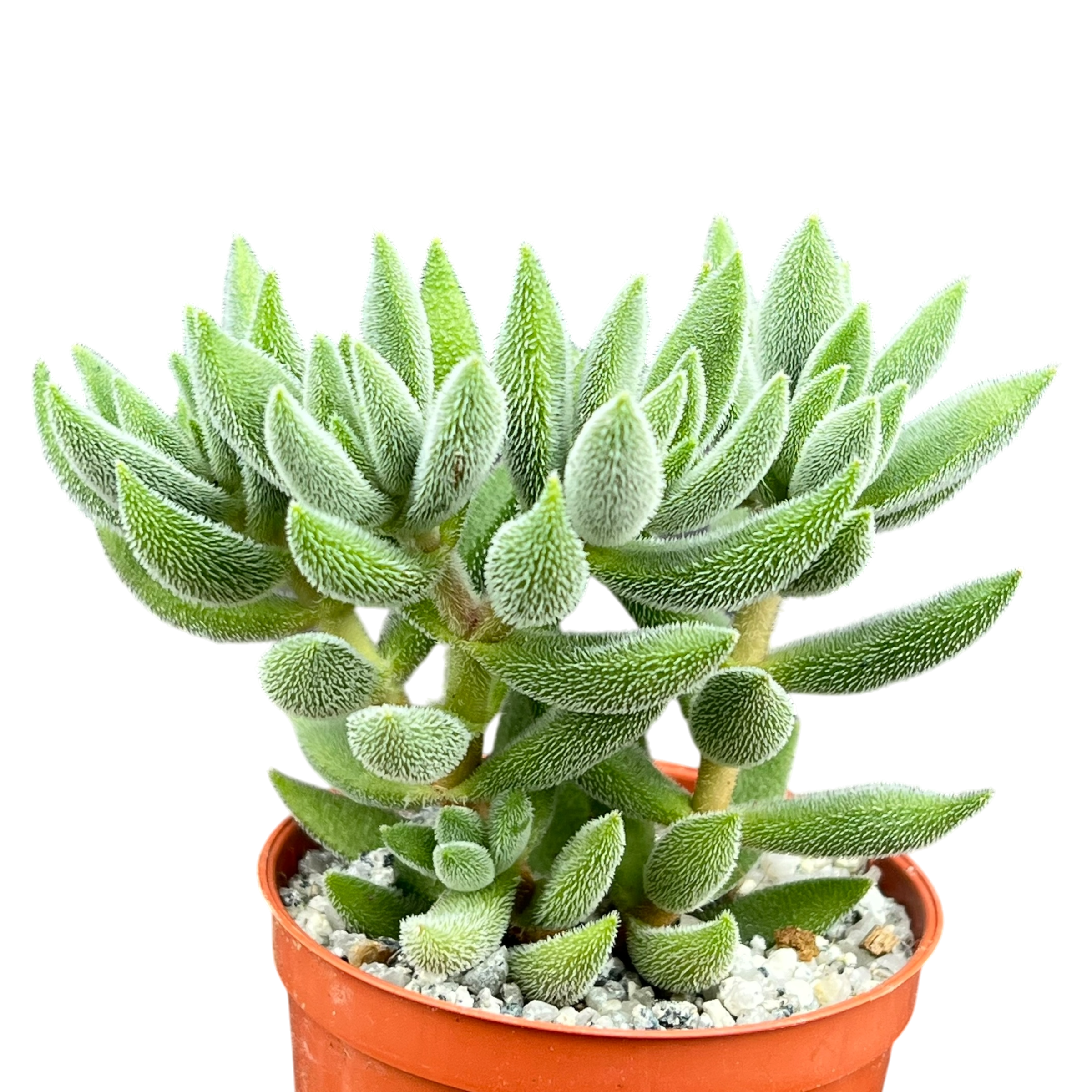 Crassula 'Surprise Party'