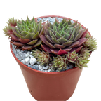 Sempervivum 'Kitty's'