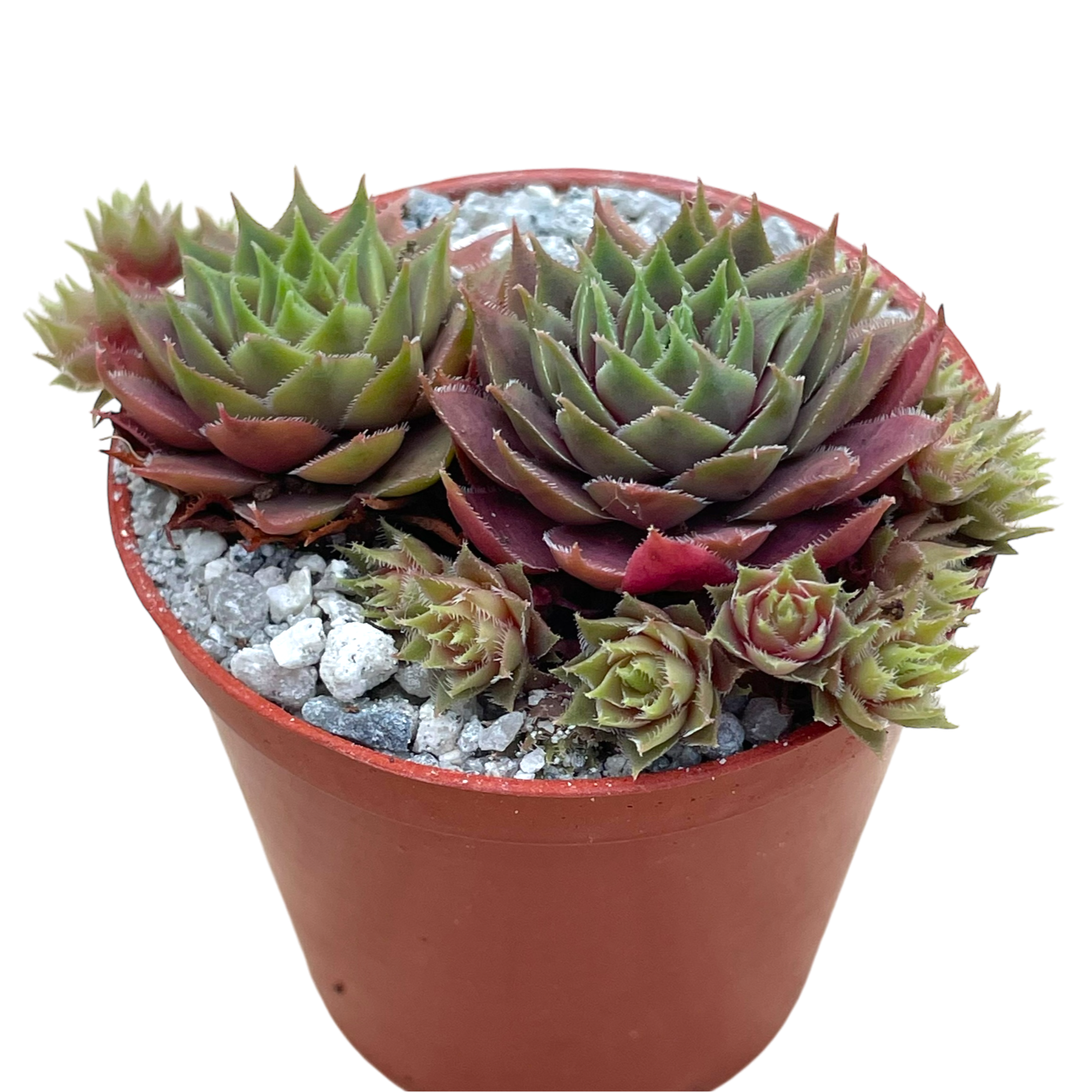 センペルビウム 'キティーズ' – Surreal Succulents