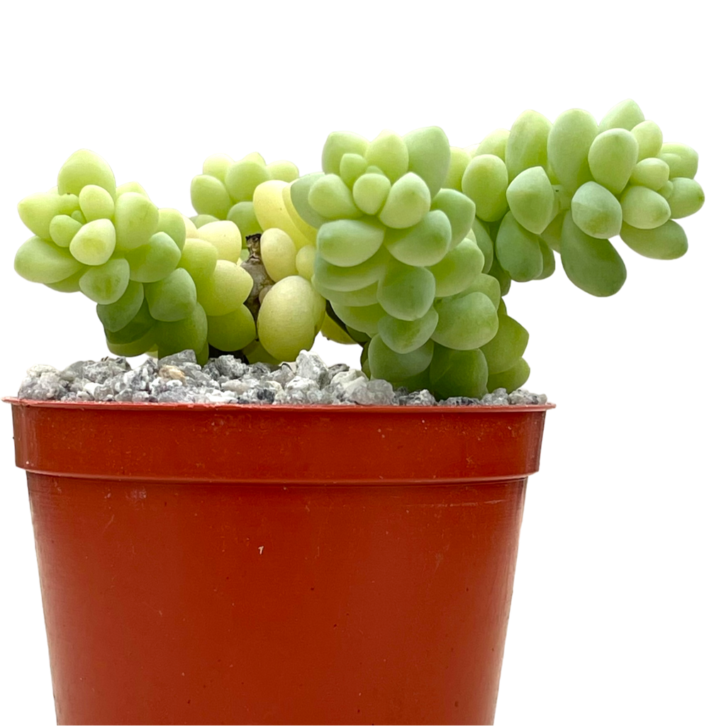 Sedum burrito