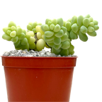 Sedum burrito