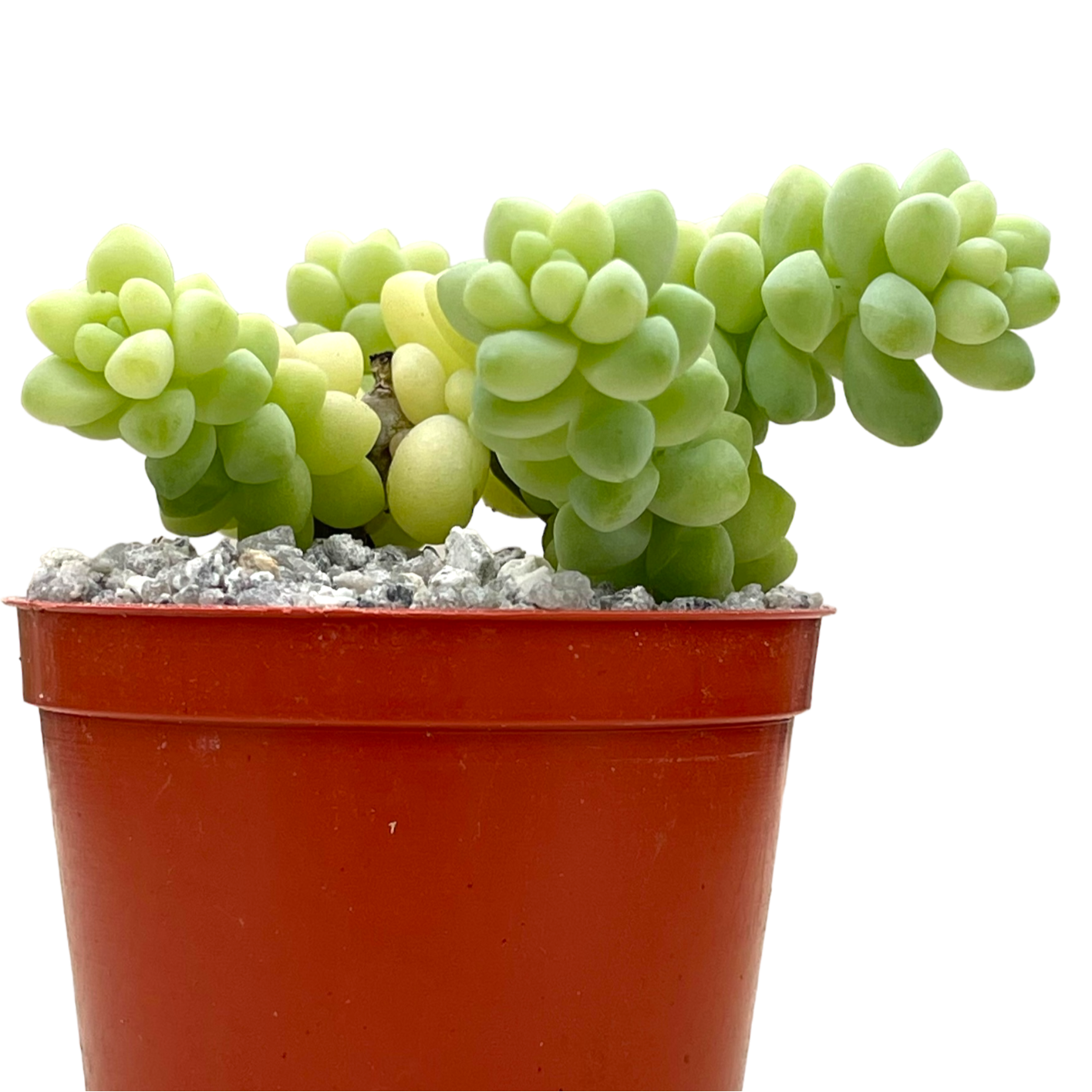 Sedum burrito