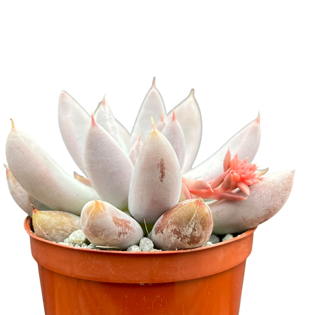 Echeveria tolimanensis