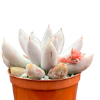 Echeveria tolimanensis