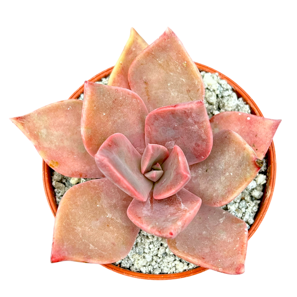 x Graptoveria 'Pearl Dazzler'