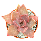 x Graptoveria 'Pearl Dazzler'