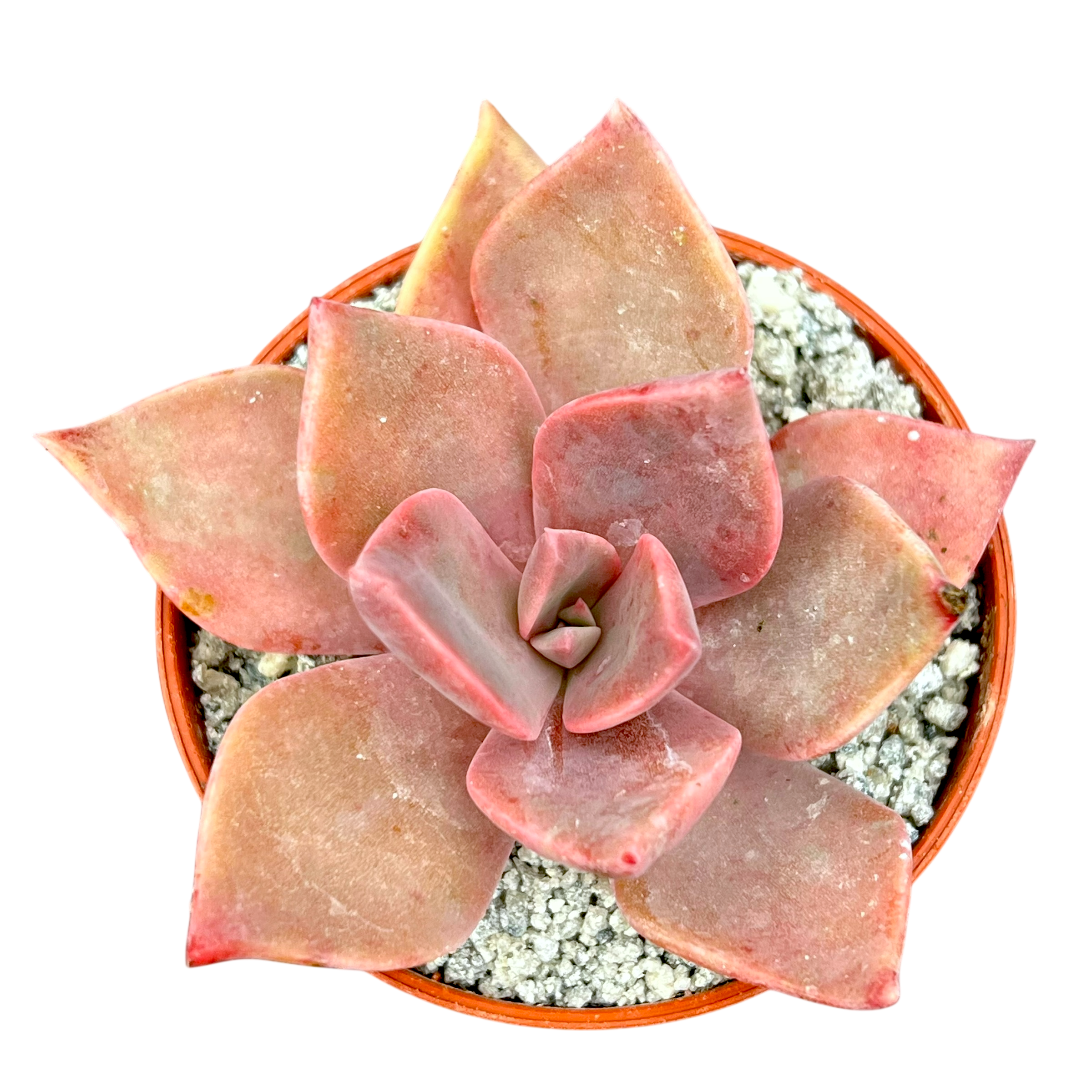 x Graptoveria 'Pearl Dazzler'