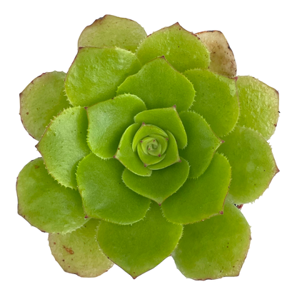 Aeonium tabuliforme x nobile