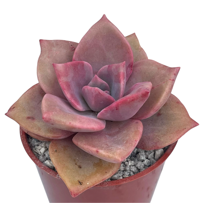 x Graptoveria 'Mrs Richards'