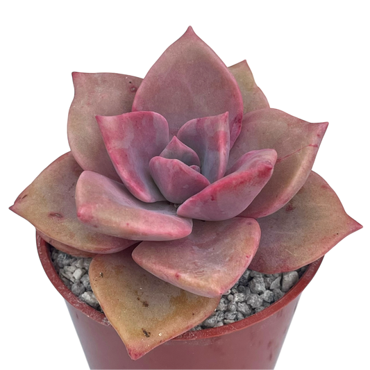 x Graptoveria 'Mrs Richards'