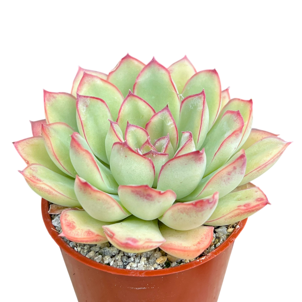 Echeveria pulidonis