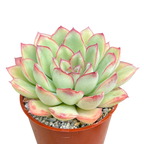 Echeveria pulidonis