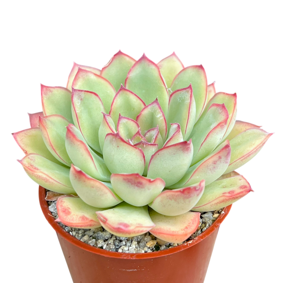 Echeveria pulidonis