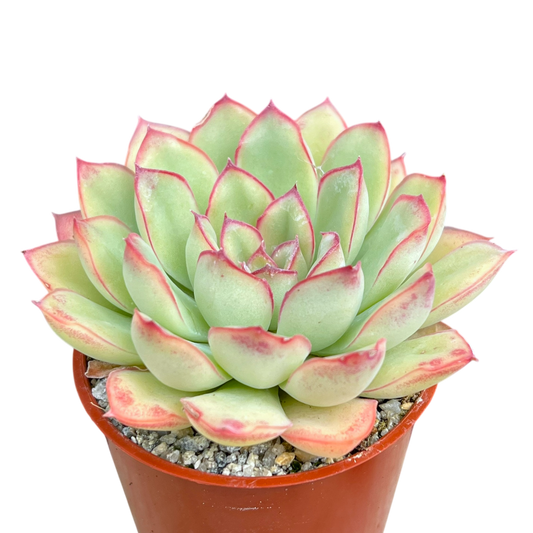 Echeveria pulidonis